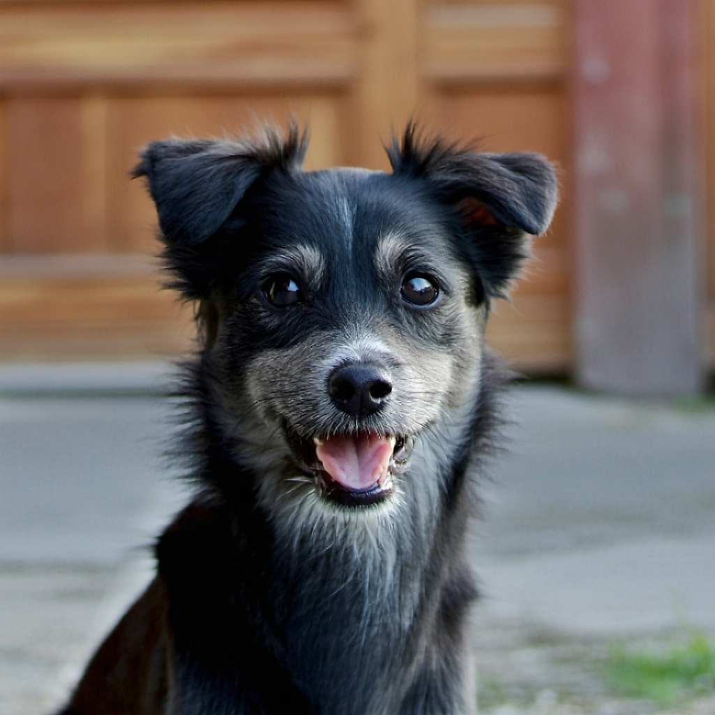 adopt a pet-1