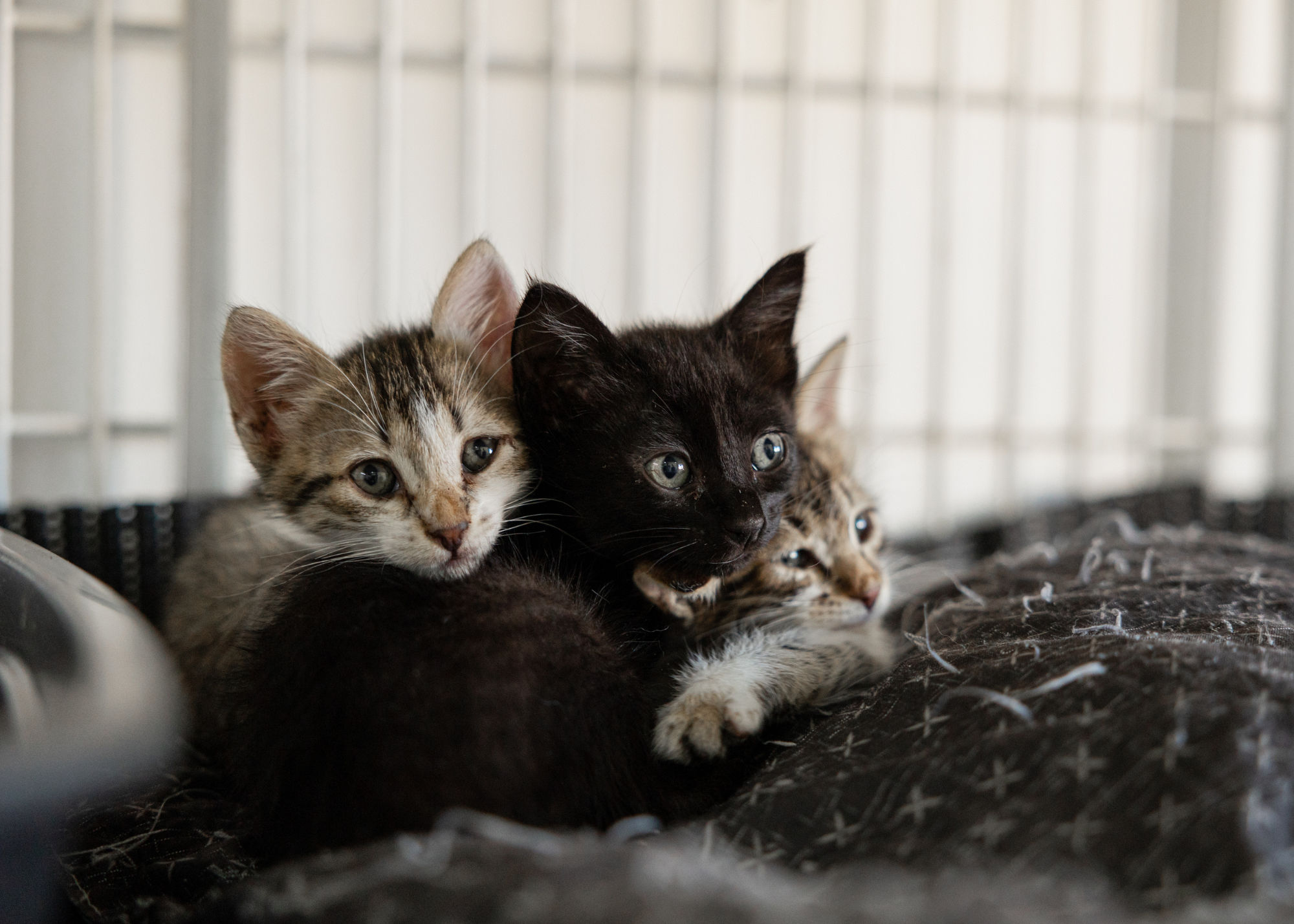 Adoptable Kittens