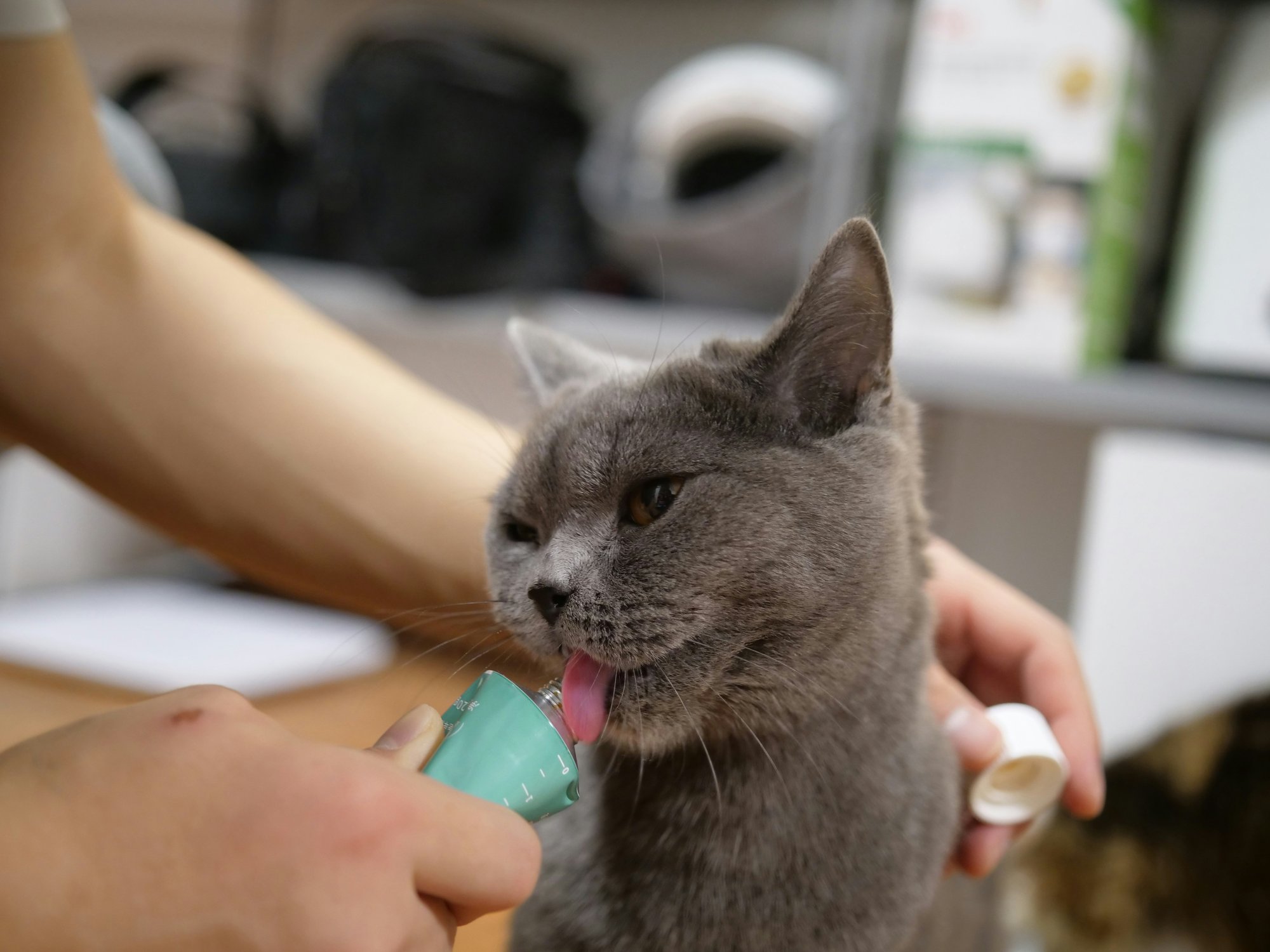 Cat getting care