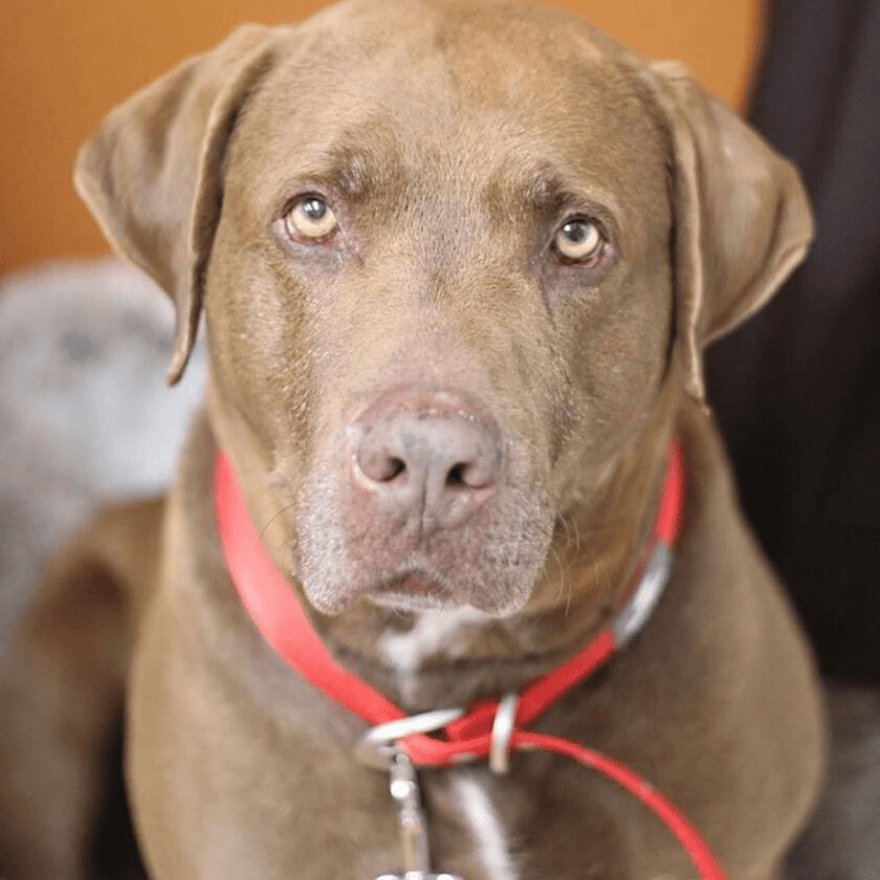 Charlie-Resized