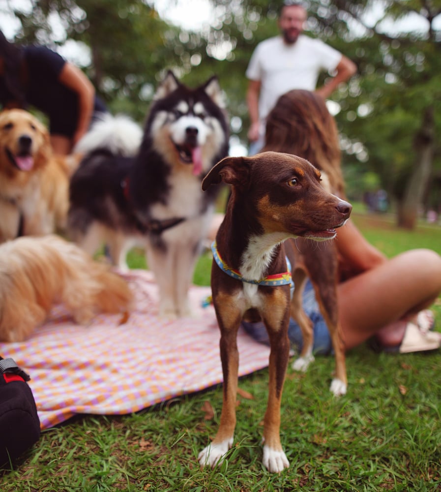 Group of dog owner friends