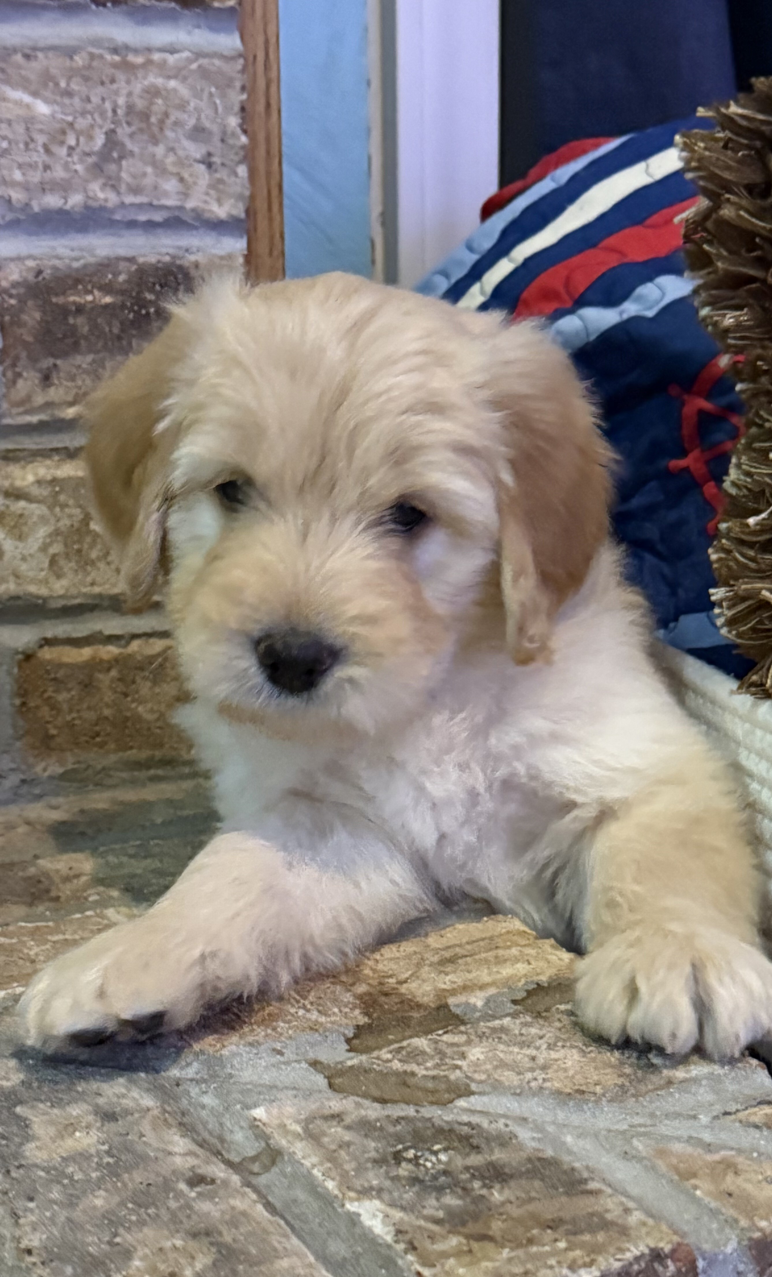 Humane Society of Bay County | Pet Adoption