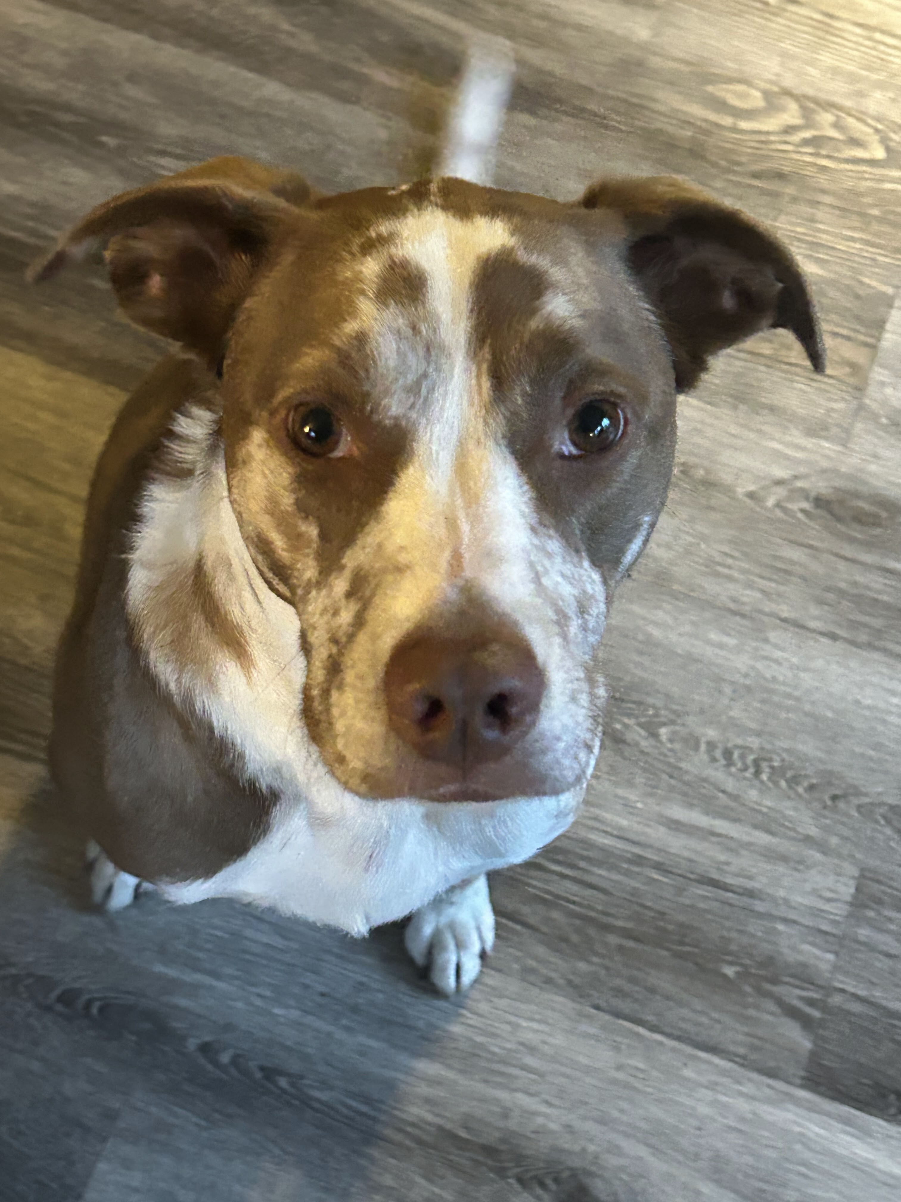 Humane Society of Bay County | Pet Adoption