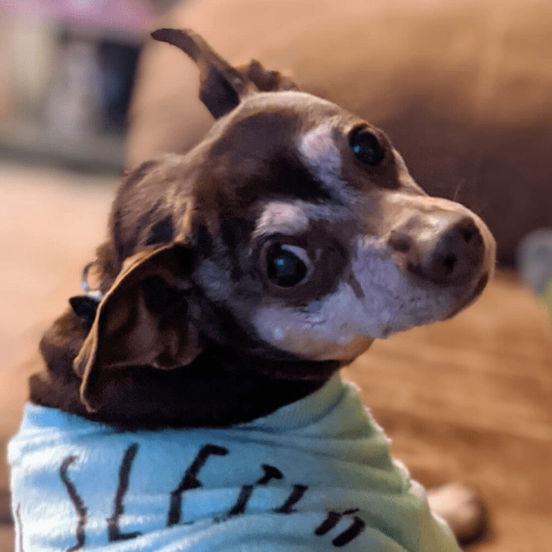 Humane Society of Bay County | Pet Adoption