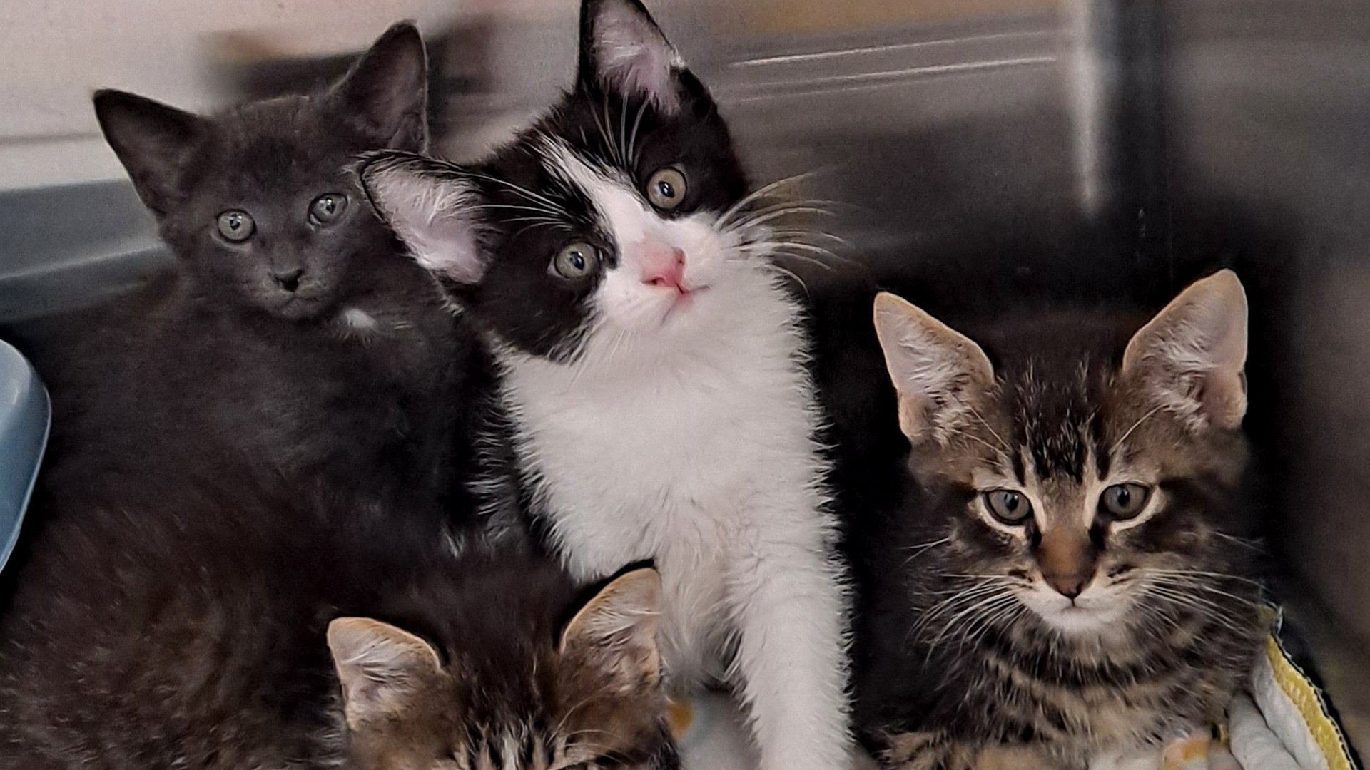 adoptable-cats-horizontal