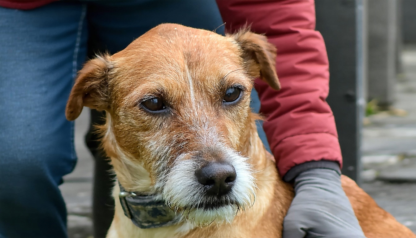 helping neglected dog