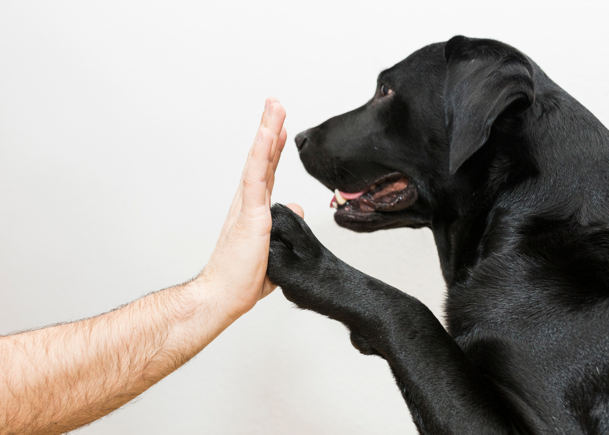 High Five Dog