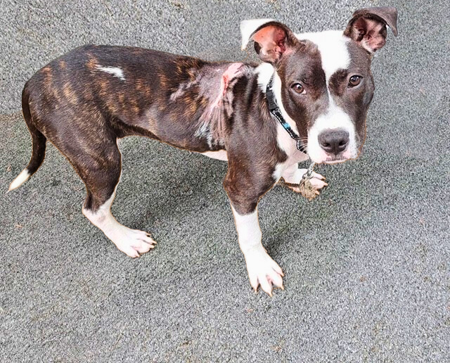 Neglected dog in HSBC Care